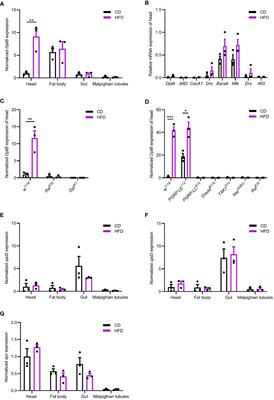 High-fat diets induce inflammatory IMD/NFκB signaling via gut microbiota remodeling in Drosophila